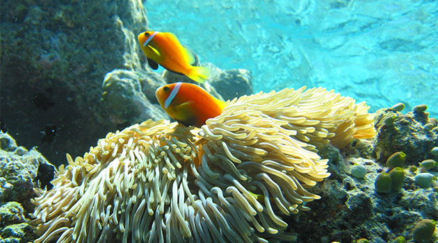 Coral Reefs- Maldives